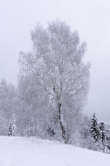 Winter Season Snow Covered Trees Evergreen Forest Nature Landscape Background .