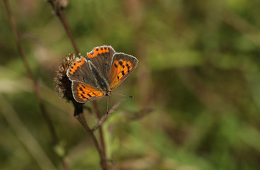 Fototapeta na wymiar A Small Copper Butterfly (Lycaena phlaeas) perched on a plant.