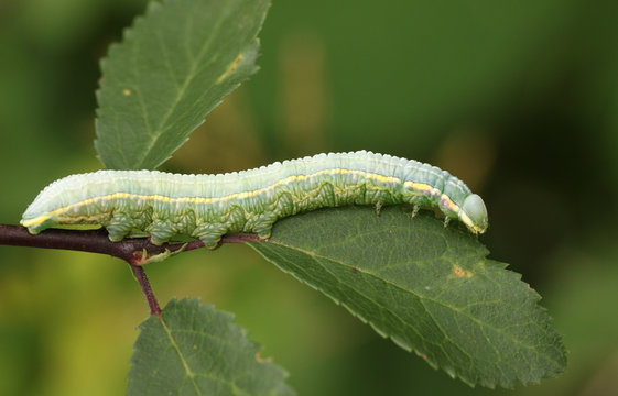 A Pale Prominent Moth Caterpillar (Pterostoma palpina) feeding on a leaf.