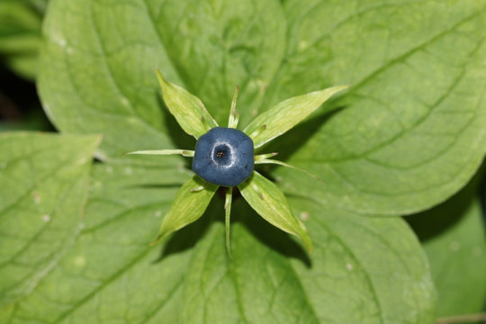 A rare Herb-paris or true lover's knot (Paris quadrifolia) plant. It was used both in marriage rituals and to guard against witches.