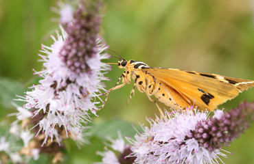 A pretty Jersey Tiger Moth (Euplagia quadripunctaria) nectaring on a mint flower.