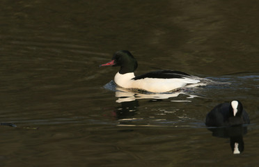 A stunning male Goosander (Mergus merganser) swimming in a fast flowing river. It has been diving down into the water to catch fish.