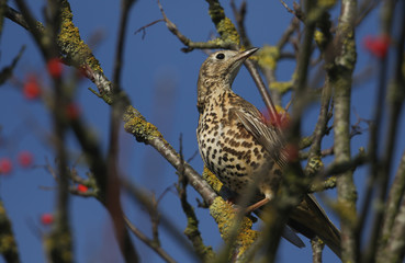 A beautiful Mistle Thrush (Turdus viscivorus) perched on a branch in a tree.	