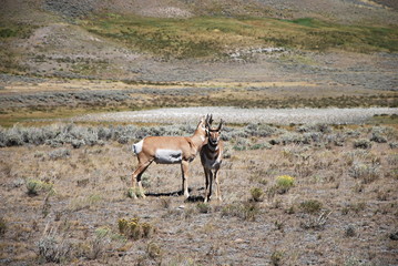 Maultierhirsche im Yellowstone Nationalpark