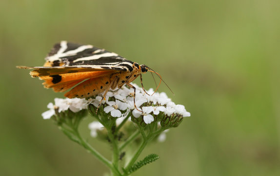 A pretty Jersey Tiger Moth (Euplagia quadripunctaria f.lutescens) nectaring on a Yarrow flower.