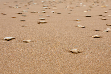 Fototapeta na wymiar The background is sandy. Sand and small stones