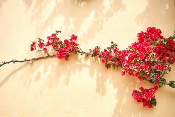 Yellow wall of the building where bright red flowers grow