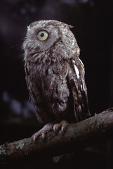 Eastern Screech Owl (Megascops Asio)