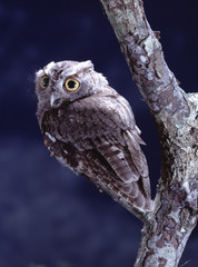 Eastern Screech Owl (Megascops Asio)