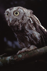 Eastern Screech Owl (Megascops Asio)