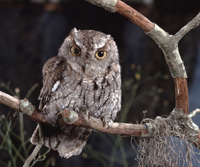 Eastern Screech Owl (Megascops Asio)