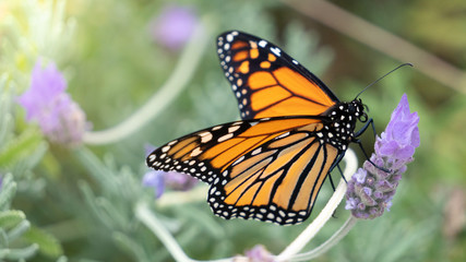 Fototapeta na wymiar Macro of Monarch Butterfly Feeding on Lavender Nectar Horizontal with Selective Focus