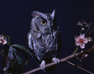 Eastern Screech Owl (Megascops Asio)