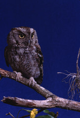 Eastern Screech Owl (Megascops Asio)