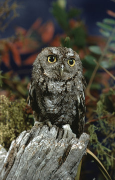 Eastern Screech Owl (Megascops Asio)