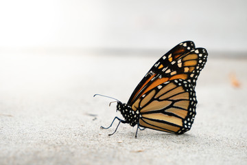 Fototapeta na wymiar Close Up of Monarch Butterfly on Concrete with Copy Space