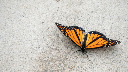 Close Up of Monarch Butterfly with Wings Open on Concrete from Above with Copy Space