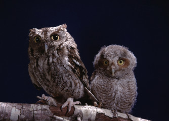 Eastern Screech Owl (Megascops Asio)
