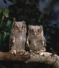 Eastern Screech Owl (Megascops Asio)