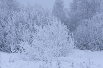 Upper parts of birches covered with snow on the forest edge on background of the cloudy sky