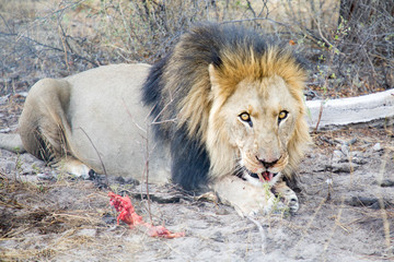 Male Lion Feeding