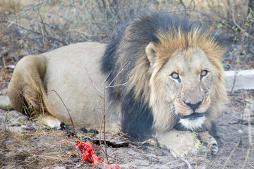Male Lion Feeding