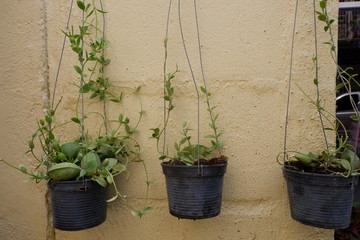 plants in pots