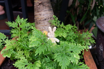 fresh herbs in the garden