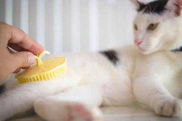 Prepare cat brush