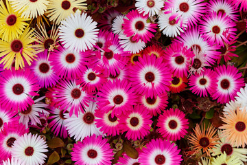 background of flowers