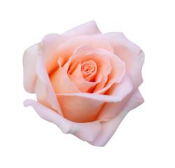 Pink rose isolated on white background, clipping path and - soft focus