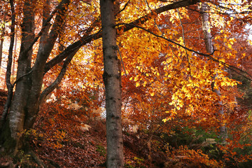 Obraz premium Beautiful landscape with autumn forest and fallen leaves on ground