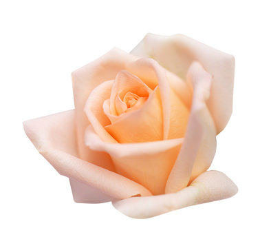 Pink rose isolated on white background, clipping path and - soft focus