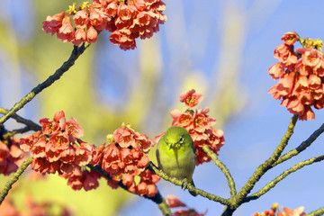 春の野鳥、梅にメジロ、緋寒桜、春イメージ、春風景、グリーン