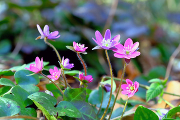 雪割草、ユキワリソウ、野草、早春の花、ピンク、春