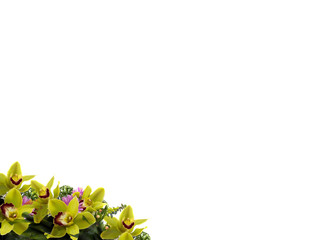 Flowers composition. Flower frame with yellow and green orchids on white background/ Easter, spring, summer concept. Flat lay, top view, copy space