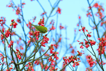 春の野鳥、梅にメジロ、緋寒桜、春イメージ、春風景、グリーン