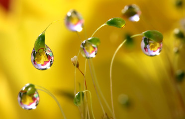 水滴に花、水中花、、銀ゴケ、水滴、: 花に水滴、黄色、春の花、、水滴
