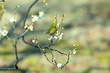 春の野鳥、梅にメジロ、メジロに白梅、春イメージ、春風景、グリーン