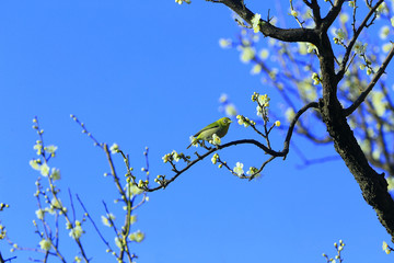 春の野鳥、梅にメジロ、メジロに白梅、春イメージ、春風景、グリーン