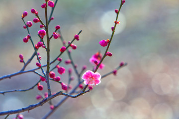梅の開花、春の花、早春風景、ピンク、梅の花