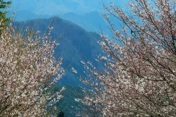 Fototapeta na wymiar 春の山里、桜、サクラ、春、季節感、信州の春、春風景