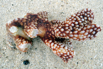 Corail
