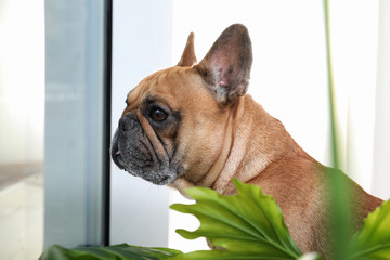 Funny French bulldog waiting for owner near window at home