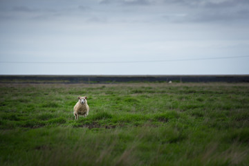 Single icelandic sheep on a pasture in Iceland staring into the camera