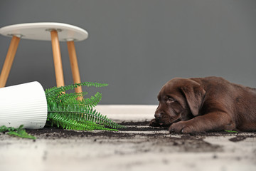 Chocolate Labrador Retriever puppy with overturned houseplant at home