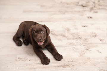 Chocolate Labrador Retriever puppy and dirty paw prints on floor indoors © New Africa