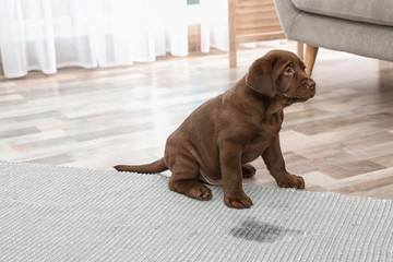 Chocolate Labrador Retriever puppy and wet spot on carpet indoors