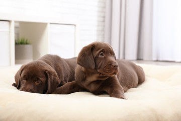 Chocolate Labrador Retriever puppies on pet pillow at home