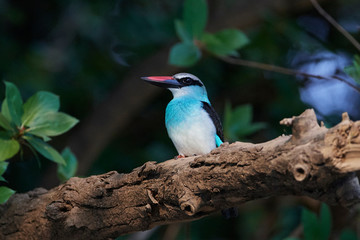 Fototapeta premium Blue-breasted kingfisher (Halcyon malimbica)